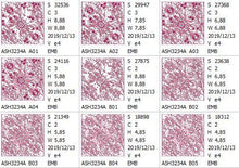 Load image into Gallery viewer, FALSE