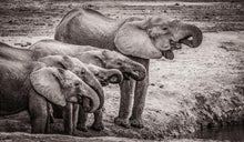 Load image into Gallery viewer, Elephants drinking water