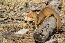 Load image into Gallery viewer, Etosha - at the water hole