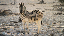 Load image into Gallery viewer, Etosha - at the water hole