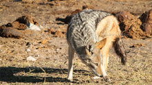 Load image into Gallery viewer, Etosha - Animals at the water hole