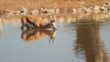 Load image into Gallery viewer, Etosha - Animals at the water hole