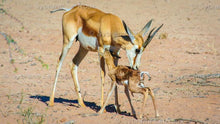 Load image into Gallery viewer, Springbuck - Survival of the Fittest