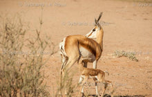 Load image into Gallery viewer, Springbuck - Survival of the Fittest