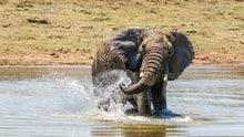 Load image into Gallery viewer, Elephant Water Fun Series