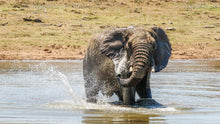 Load image into Gallery viewer, Elephant Water Fun Series