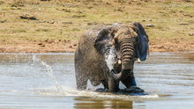 Load image into Gallery viewer, Elephant Water Fun Series