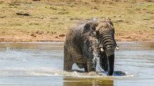 Load image into Gallery viewer, Elephant Water Fun Series