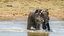 Load image into Gallery viewer, Elephant Water Fun Series