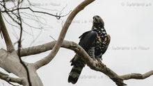 Load image into Gallery viewer, Majestic Crowned Eagles