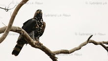 Load image into Gallery viewer, Majestic Crowned Eagles