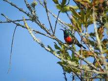 Load image into Gallery viewer, Natures Valley 01