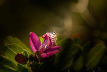 Load image into Gallery viewer, Natures Valley 03