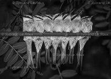 Load image into Gallery viewer, Birds in a Row
