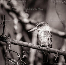 Load image into Gallery viewer, Brown Hooded Kingfisher
