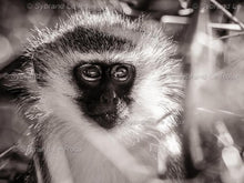 Load image into Gallery viewer, Monkey Dreams
