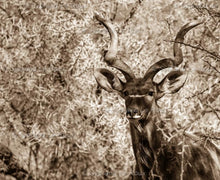 Load image into Gallery viewer, Majestic Kudu Bull
