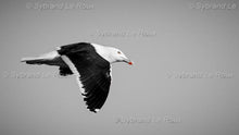 Load image into Gallery viewer, Gull in Flight
