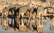 Load image into Gallery viewer, Etosha - at the water hole
