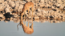 Load image into Gallery viewer, Etosha - Animals at the water hole

