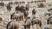Load image into Gallery viewer, Etosha - Animals at the water hole

