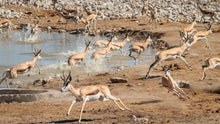 Load image into Gallery viewer, Etosha - Animals at the water hole

