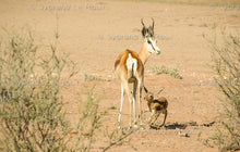 Load image into Gallery viewer, Springbuck - Survival of the Fittest
