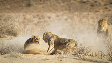 Load image into Gallery viewer, Cat fight in the Kgalagadi
