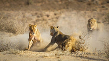 Load image into Gallery viewer, Cat fight in the Kgalagadi
