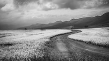 Load image into Gallery viewer, Thunder Clouds over Yellow Canola Fields
