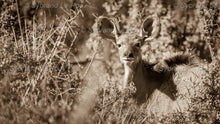 Load image into Gallery viewer, Kudu in Africa
