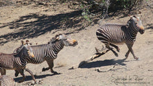 Load image into Gallery viewer, Mountain Zebra Action
