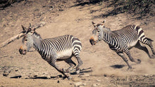 Load image into Gallery viewer, Mountain Zebra Action
