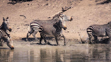 Load image into Gallery viewer, Mountain Zebra Action
